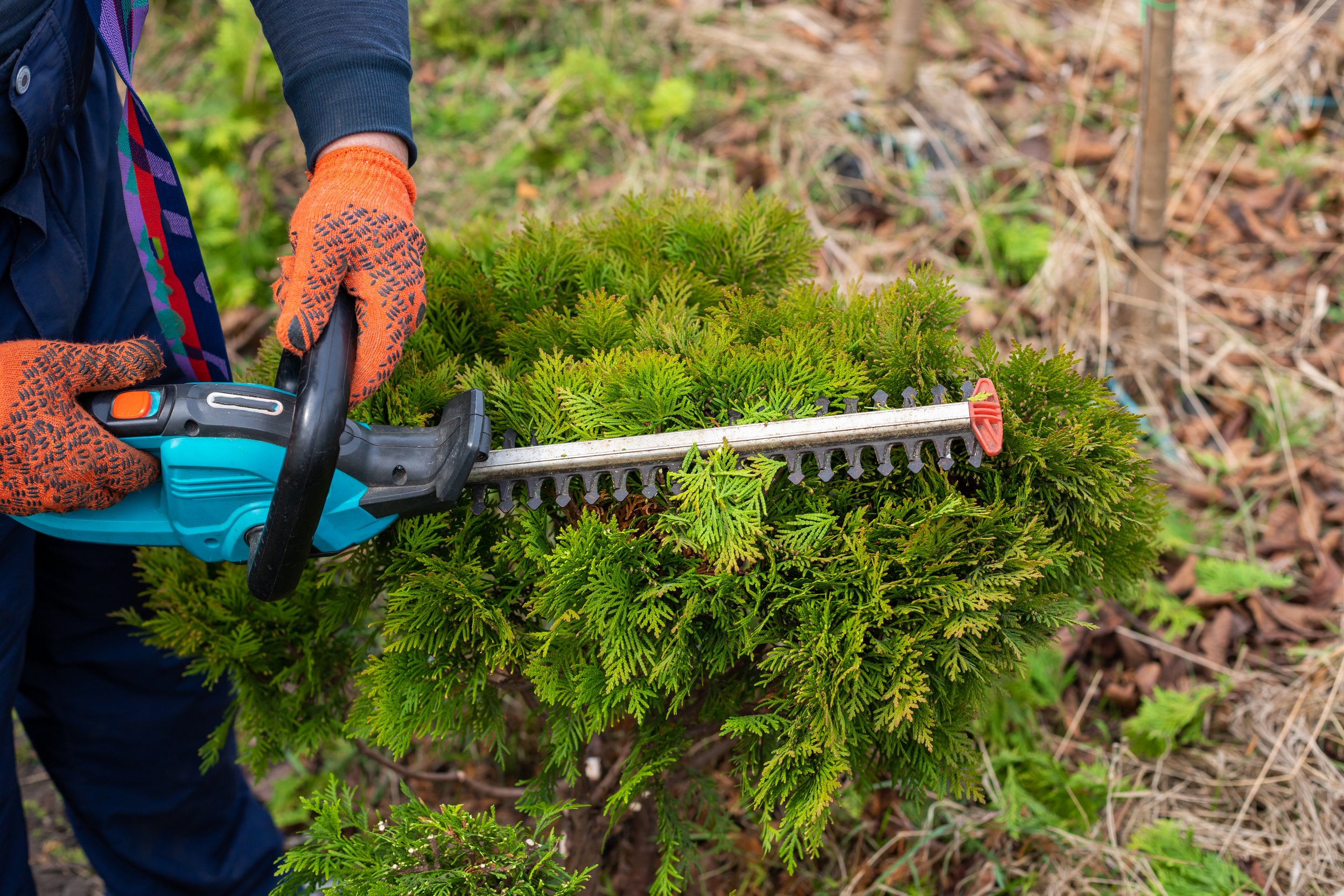 Hedge trimmer cutting bushes. Making niwaki. Male gardener works with professional gardening tools in the backyard. Topiary. Close-up.