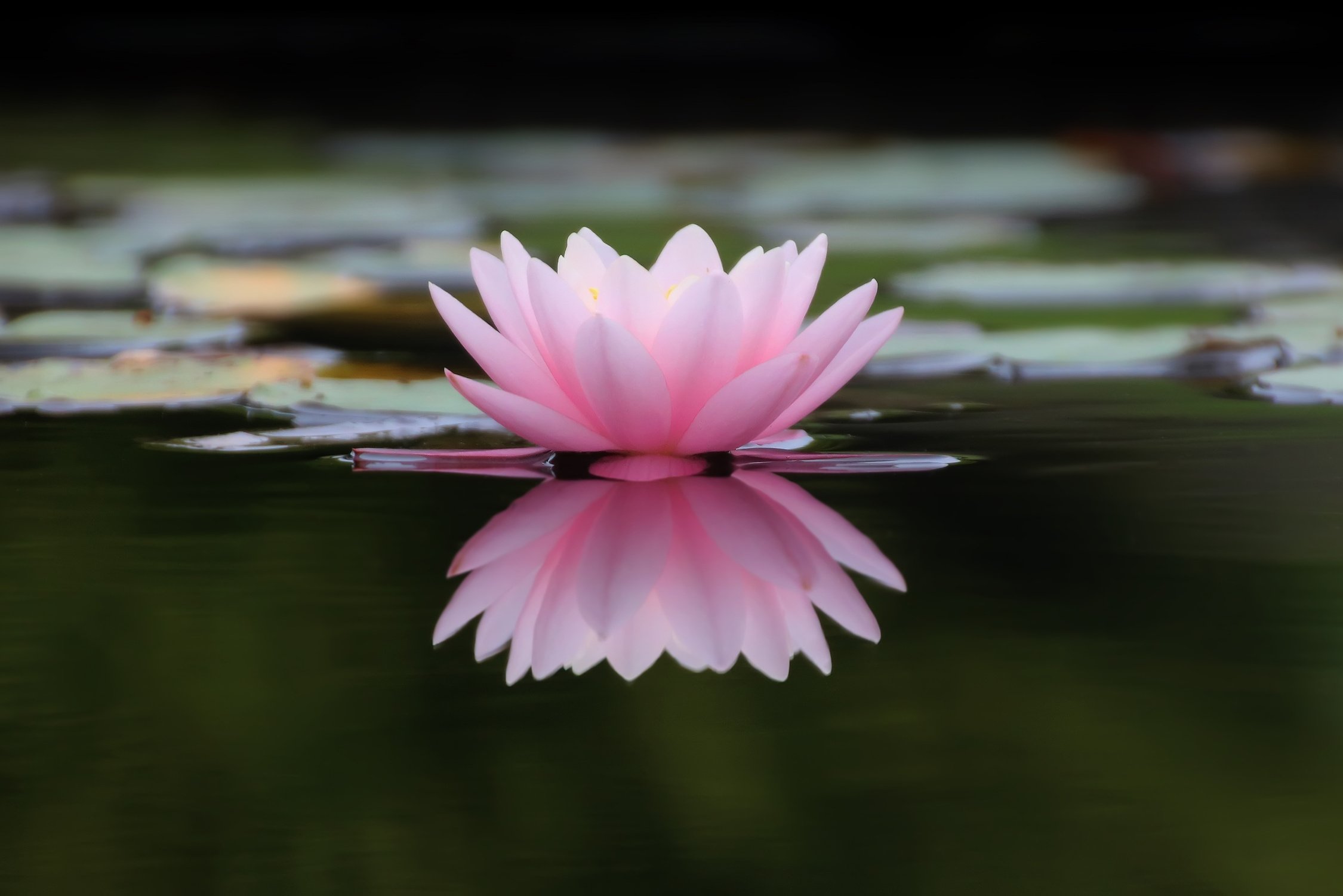 Flower in the Pond