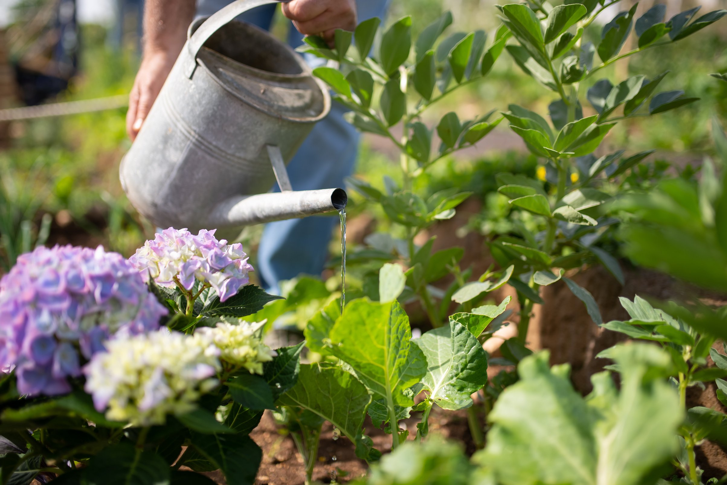 A Person Watering Plants